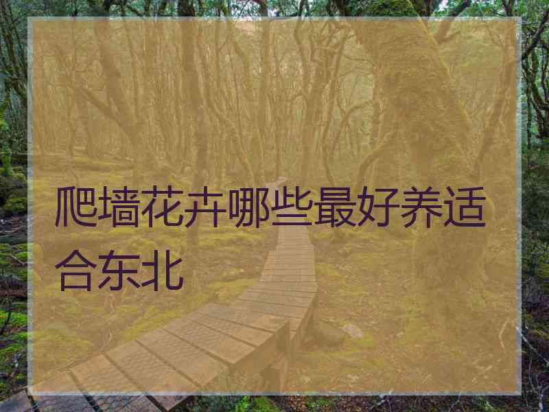 爬墙花卉哪些最好养适合东北