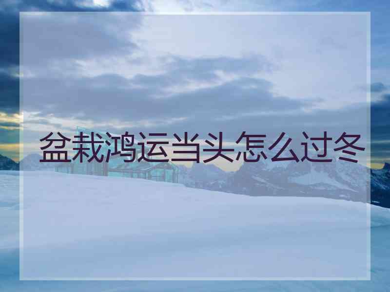 盆栽鸿运当头怎么过冬