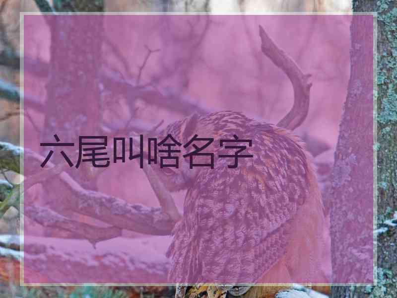 六尾叫啥名字