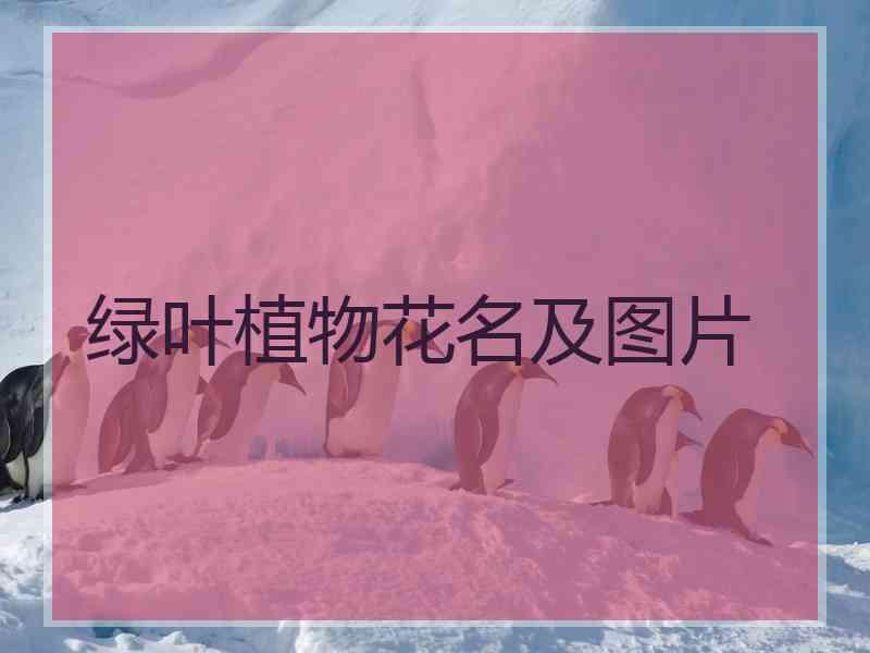 绿叶植物花名及图片