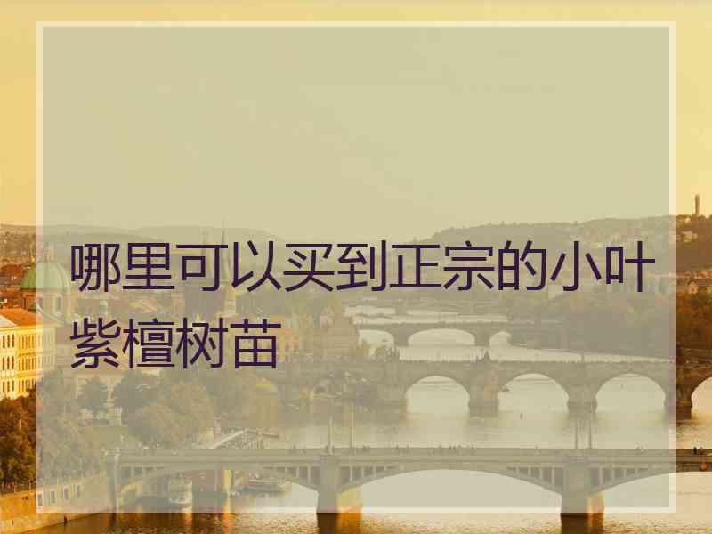 哪里可以买到正宗的小叶紫檀树苗
