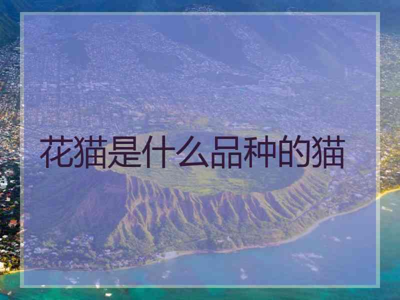 花猫是什么品种的猫