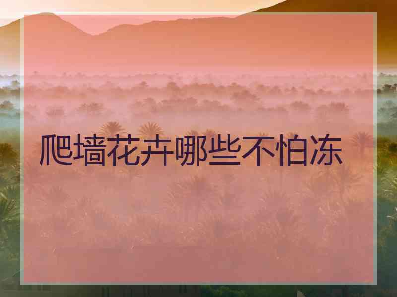 爬墙花卉哪些不怕冻