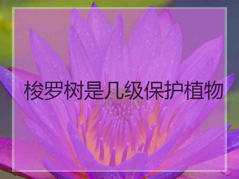 梭罗树是几级保护植物